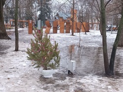 Лесхозы снова не будут рубить ёлки к Новому году