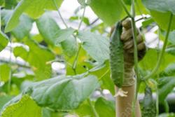 За неделю в области заметно подорожали восемь основных продуктов