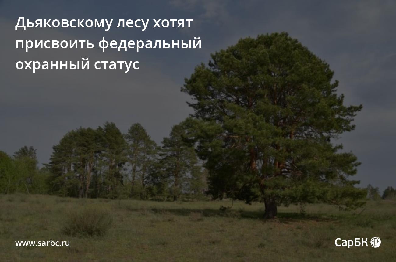 Дуб желаний Дьяковский лес Саратовской области