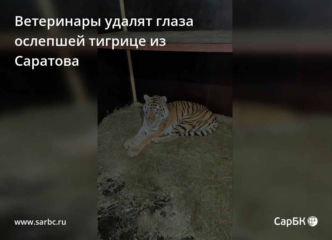 Ветеринары удалят глаза ослепшей тигрице из Саратова