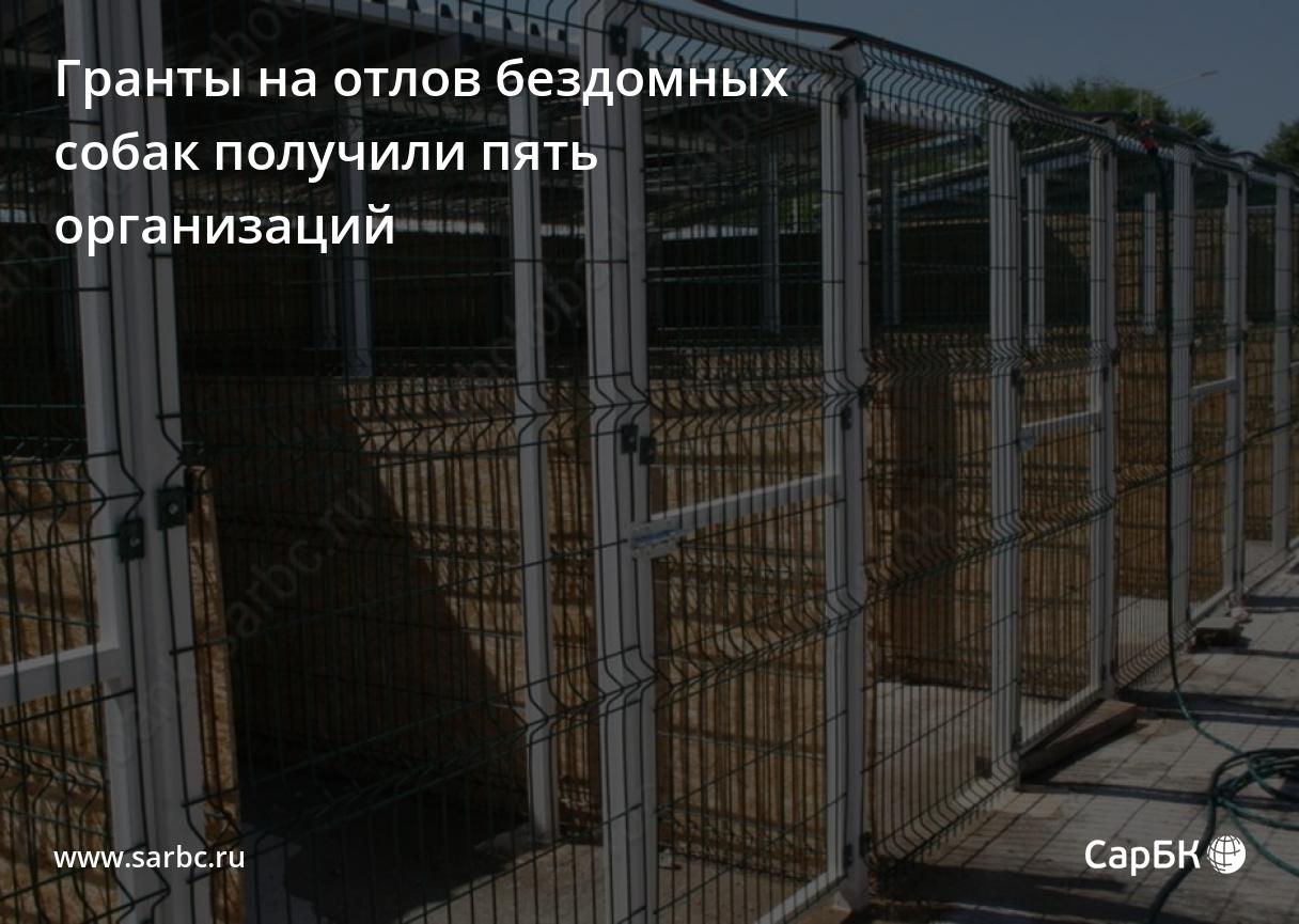 В Саратовской области пять собачьих приютов получили гранты