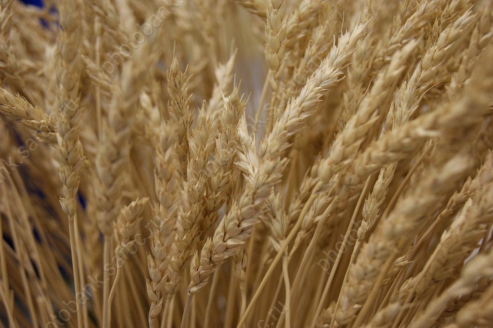 В области увеличивают посевы твердой пшеницы, сои, нута и чечевицы