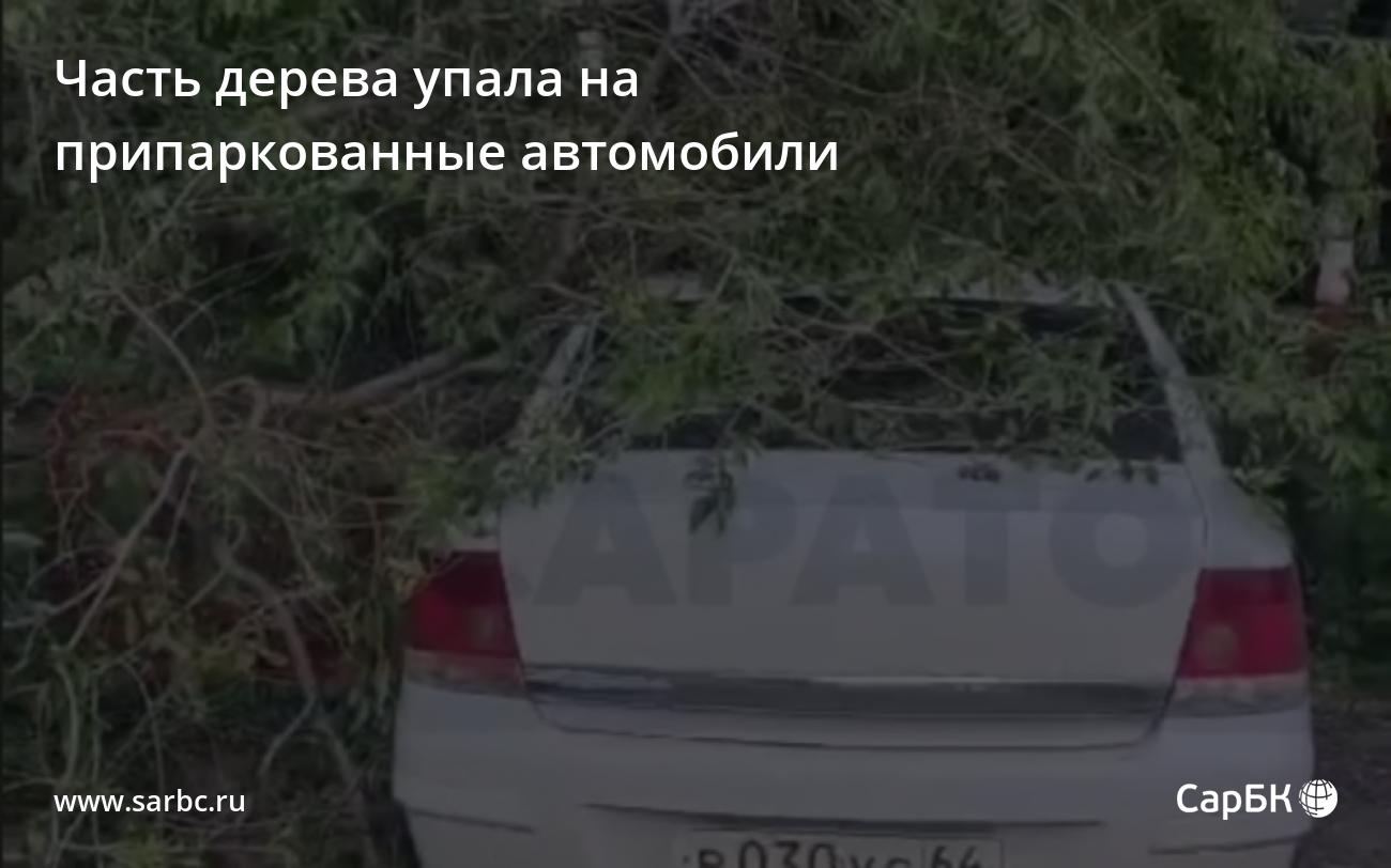 В Саратове часть дерева упала на припаркованные автомобили