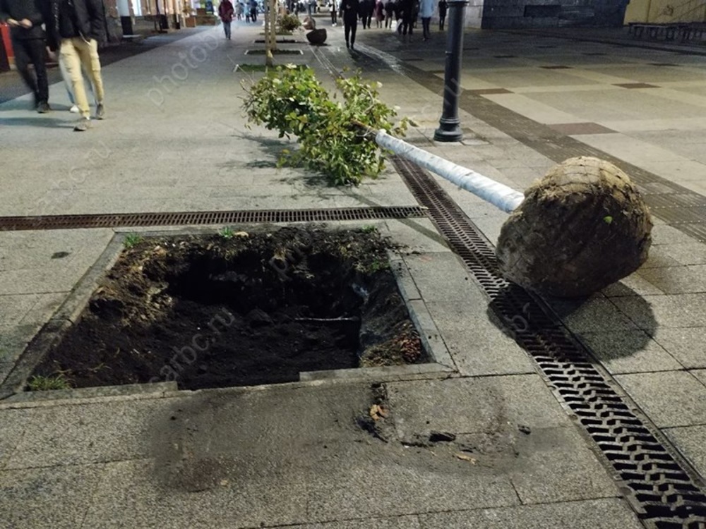 Город может получить ещё 20 миллионов рублей на озеленение