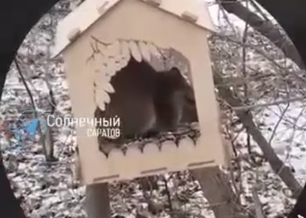 В парке развелись крысы и пропали белки