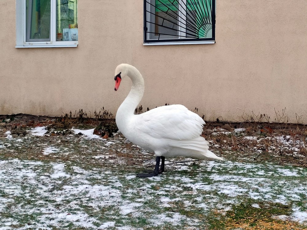 Ветеринары помогли лебедю с повреждённым крылом