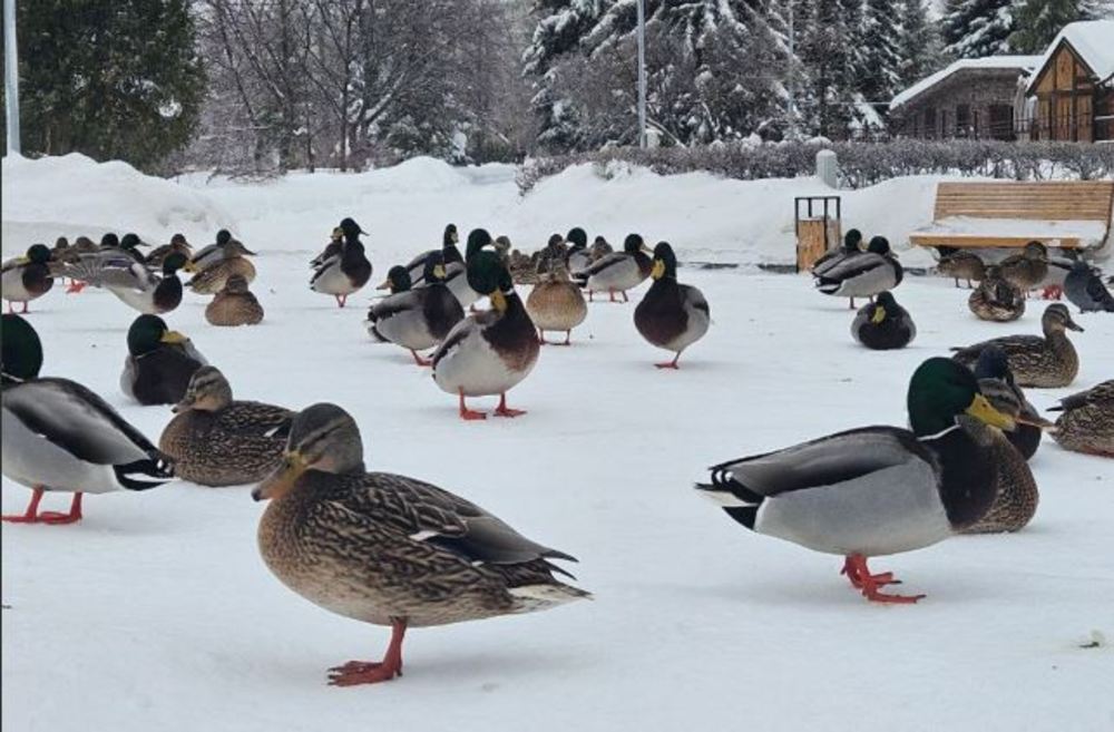 Синоптики прогнозируют холодную неделю со снегопадом и туманами