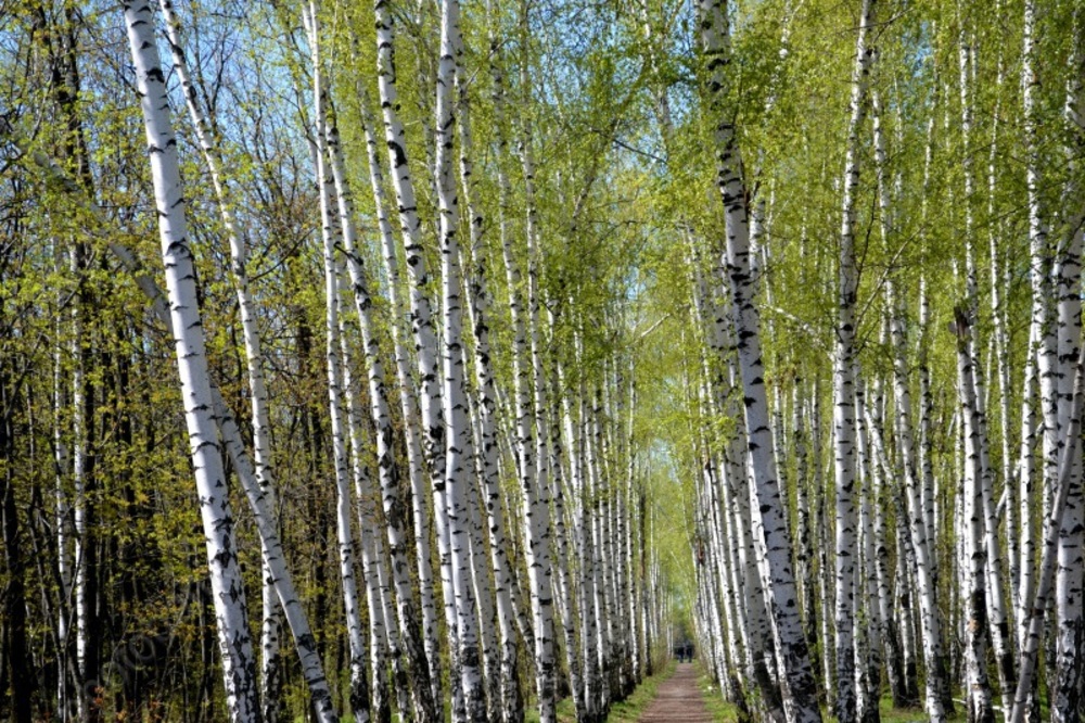 Лагеря на Кумысной поляне не будут работать летом из-за 