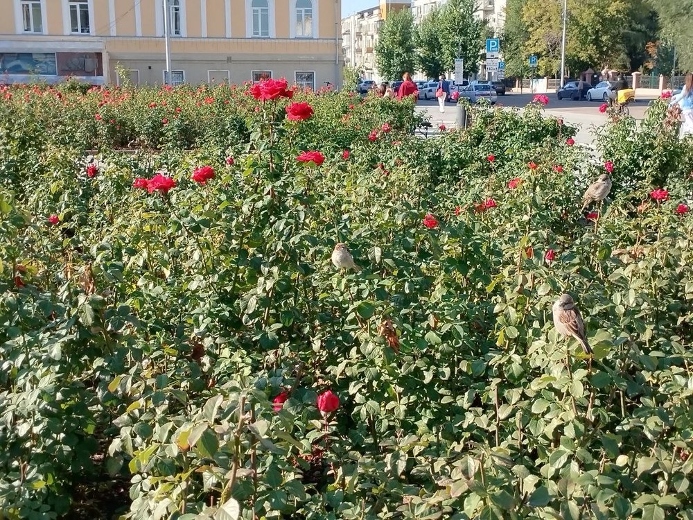 В регионе похолодает и пройдут дожди