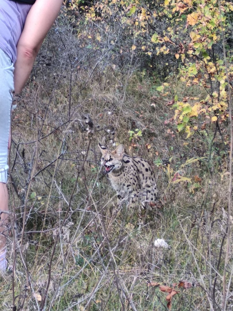 В энгельсском лесу обнаружен сервал | 16.09.2019 | Саратов - БезФормата