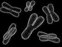 Ученые развенчали миф.  "Мужская" хромосома не вымирает