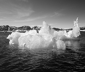 Ледник открыл растения, замороженные 50 тыс. лет назад. Баффинова земля может освободиться ото льда