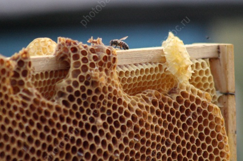 Эксперт: Саратовские пчеловоды соберут половину от ежегодной нормы меда
