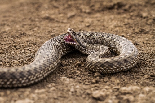 Герпетолог: Грызуны и змеи перемещаются к дачам