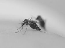 Генетически модифицированные комары потеряли вкус к людям. Двойное обоняние или обман кусаки