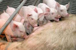 Профилактика чумы свиней названа неудовлетворительной