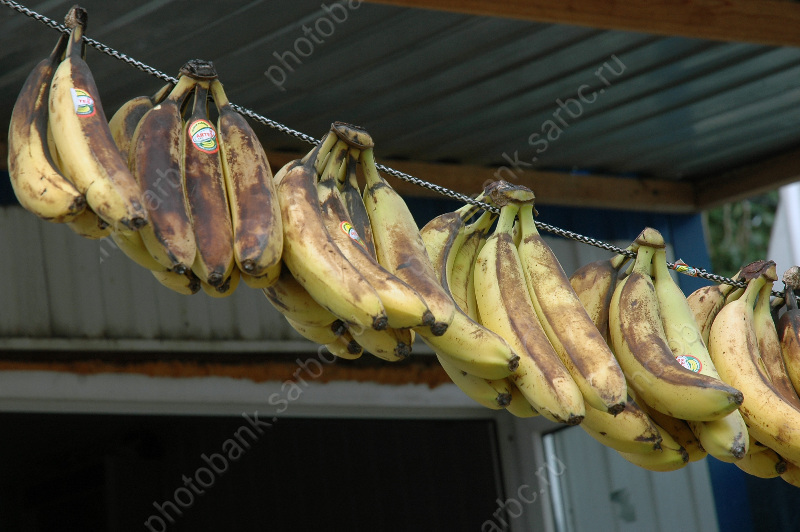 Специалисты дали разъяснения по "кровяной болезни" бананов. © Фотобанк СарБК