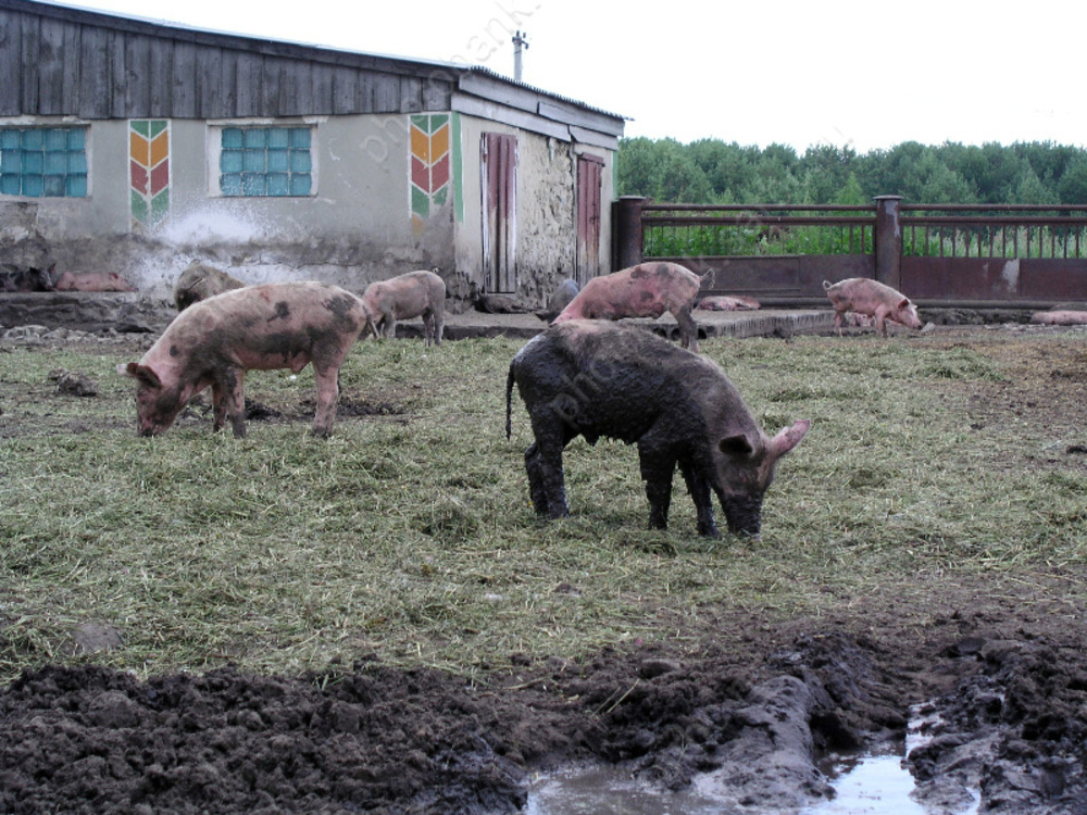 Свиньи в селе. Африканская лихорадка свиней в Саратове. Свиноводство Саратовской области.