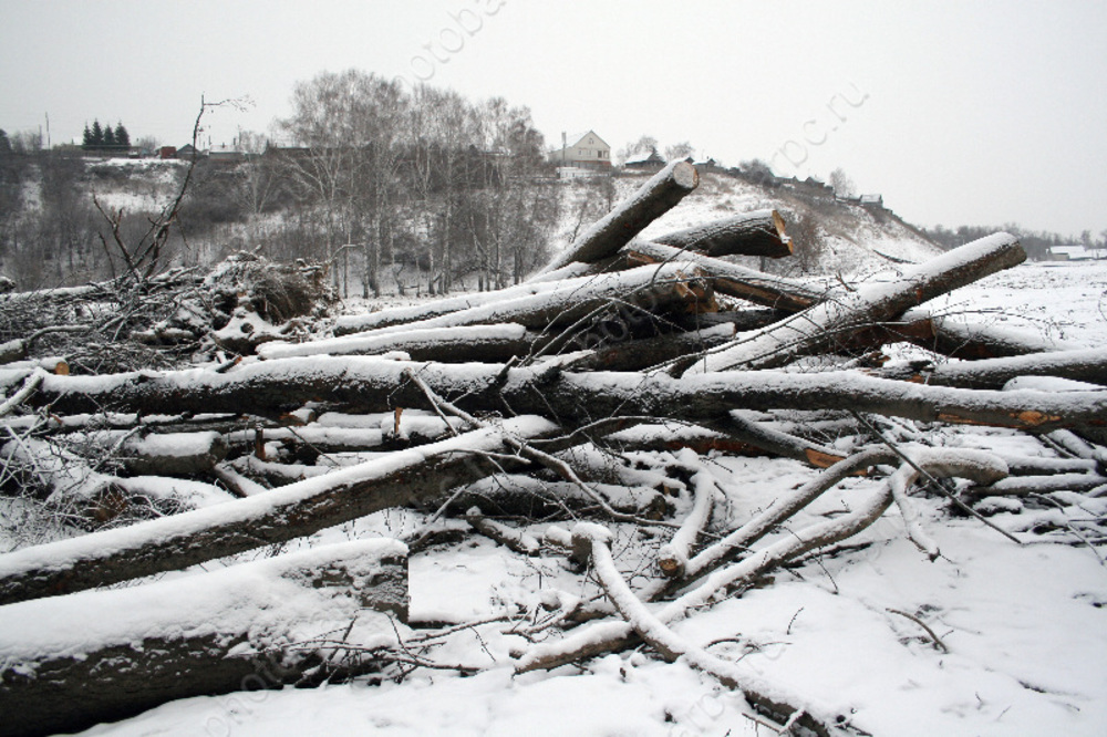 На месте будущих домов для переселенцев проведут вырубку деревьев
