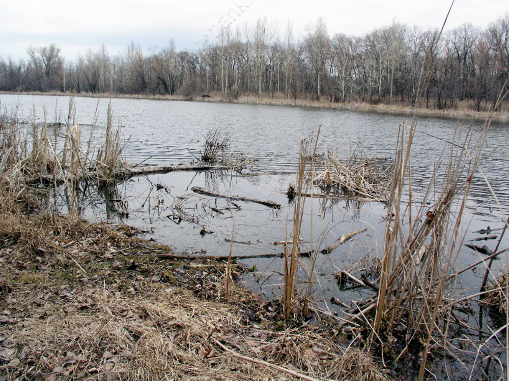 Елшанка Саратов водоём