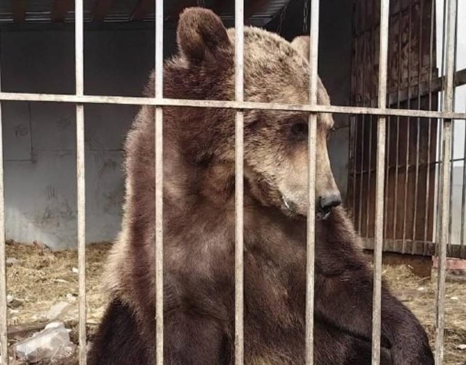 Изъятую в Саратове медведицу передадут в Белгородский зоопарк