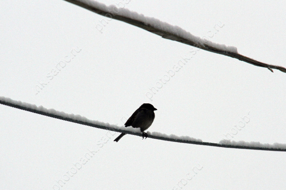 Метель. В городе остаются дома без электричества 