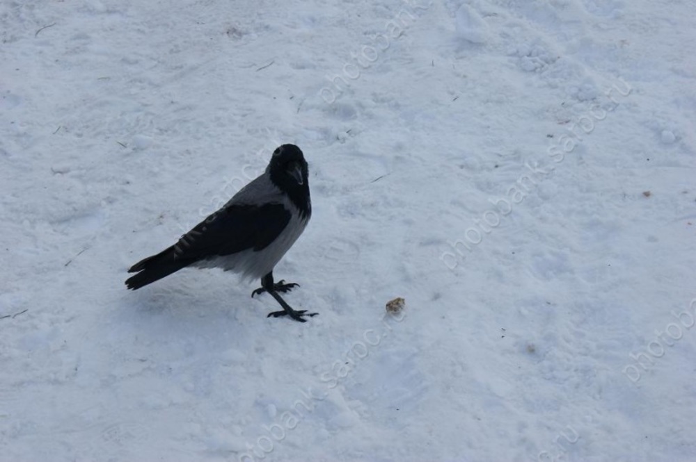 Выходные будут морозными, снежными и ветреными