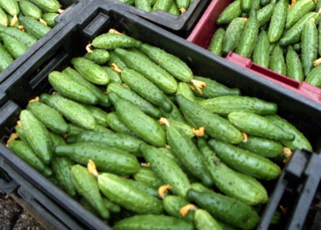 За неделю до Нового года в области подорожали 23 из 42 продуктов