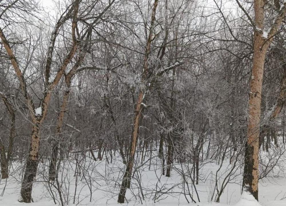 Времена. Смертельно ранен Пушкин, учëные заявили о поражении саратовских деревьев опасным вредителем

