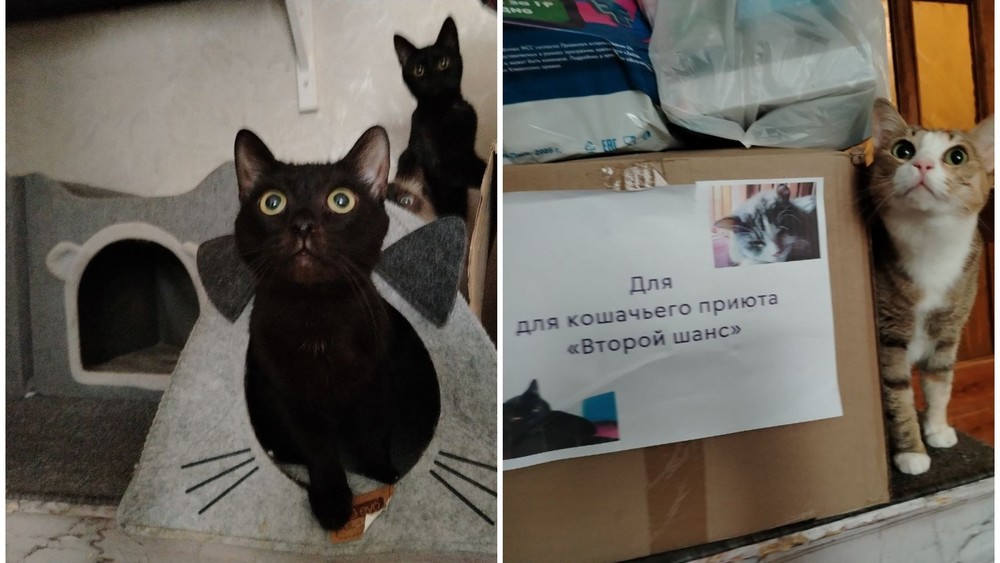 Кошачьему приюту передали корма, лекарства и игрушки