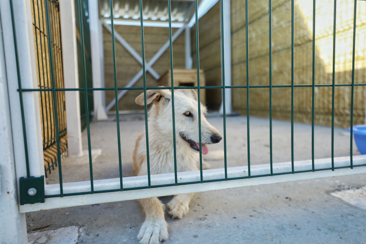 Приют для собак петропавловск камчатский фото животных