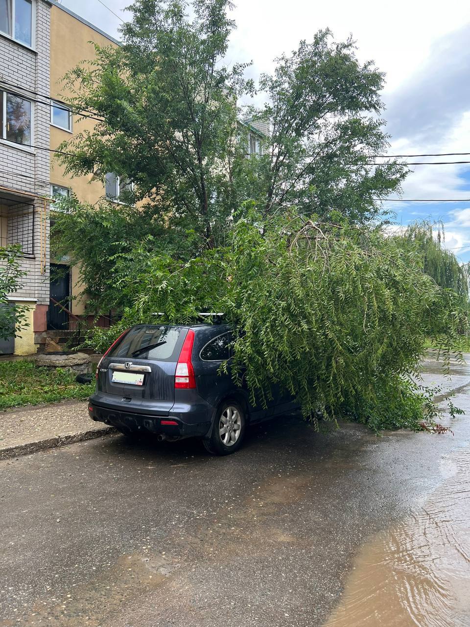 Ветер повалил 32 дерева в городе, некоторые - на провода и машины |  03.07.2023 | Саратов - БезФормата