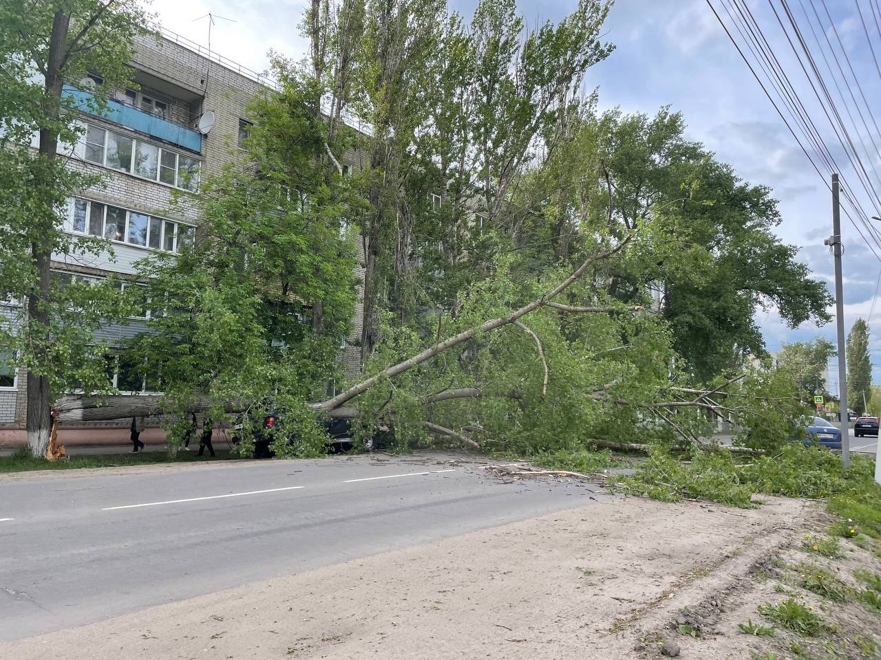 Падали с тополей